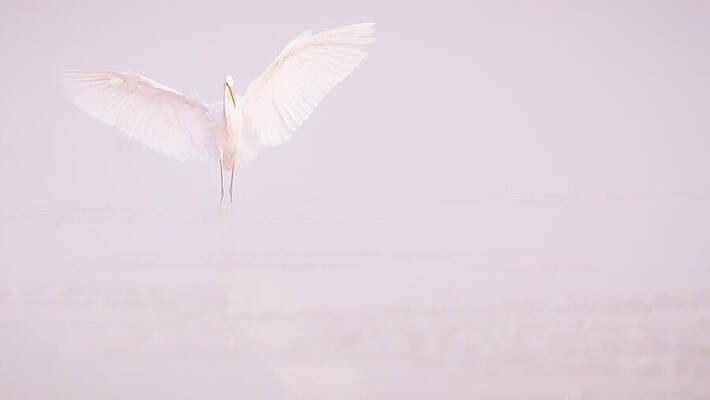 Graceful Egret in Flight Photograph