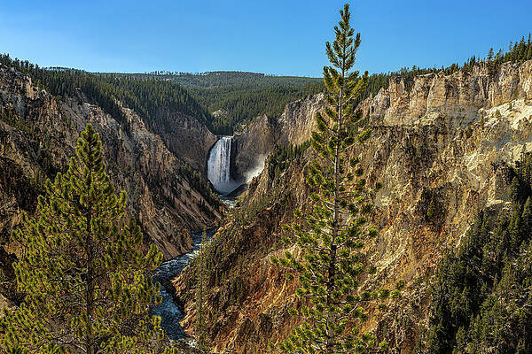 Waterfall Wall Art featuring the photograph Grand Canyon Of Yellowstone #1 by Tim Lyden