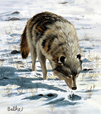 Nature Wall Art featuring the painting Gray Wolf #1 by Don Balke