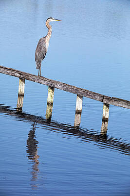 Blue Photograph - Great Blue Heron 91A by Sally Fuller
