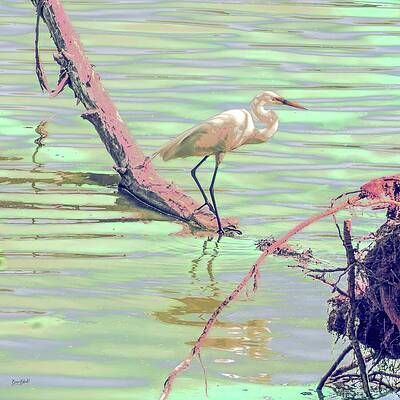 Wall Art featuring the photograph Great Egret #2 by Bruce Block