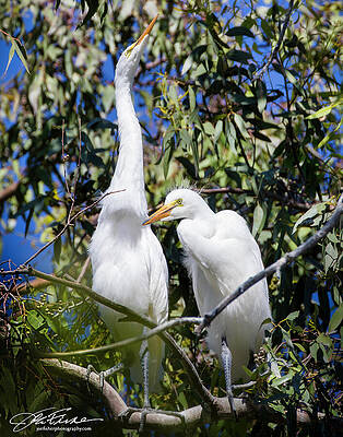 Sky Photograph - Great Egret Fledglings #1 by Joe Fisher