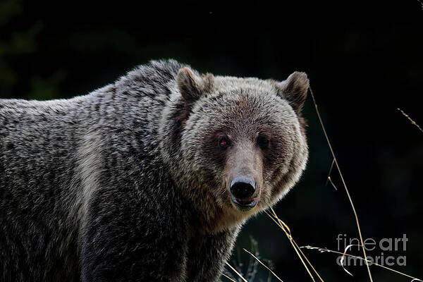 Wildlife Photograph - Grizzly Bear #1 by Thomas Nay