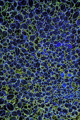 Abstract Photograph - Ground Cover In The Forest #1 by Bruce Block
