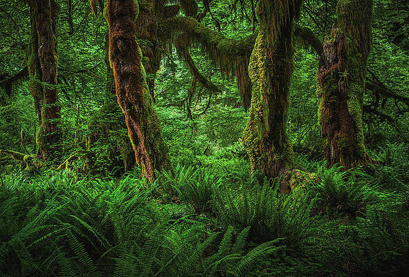 Moody Photograph - Hall Of Mosses Trunks - Hoh Rainforest, Washington State #1 by Abbie Warnock