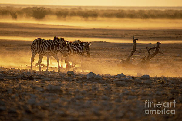 Landscape Photograph - Hartmanns Zebra At Sunrise In Etosha National Park, Namibia #1 by Sami Sarkis Photography