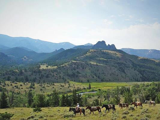 Cowboy Wall Art featuring the photograph Headed Home #2 #2 by Alden White Ballard