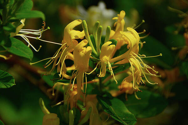 Wall Art featuring the photograph Honeysuckle #1 by Raymond Salani III