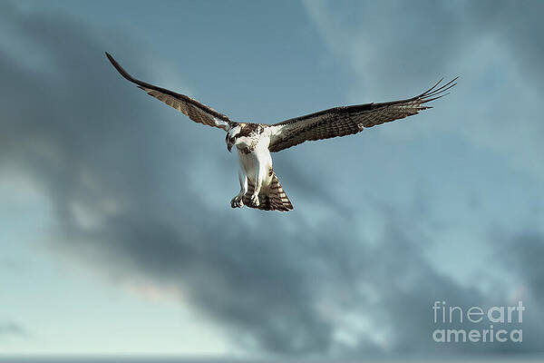 Wildlife Photograph - Hunting Osprey #1 by Thomas Nay