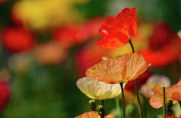 Flower Wall Art featuring the photograph Iceland Poppies Shades Of Lovely by Bonnie Colgan