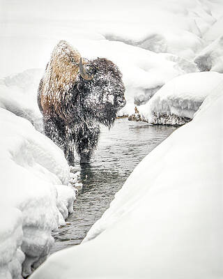 Wyoming Wall Art featuring the photograph In The Stream.. #1 by Chris Allmendinger