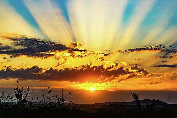 Sunrise Wall Art featuring the photograph Jungle Sunrise Mazatlan Mexico #1 by Tommy Farnsworth