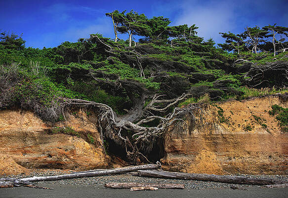 Nature Photograph - Kalaloch Tree Of Life Root Cave 2, Washington #1 by Abbie Warnock