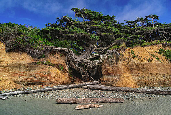 Nature Photograph - Kalaloch Tree Of Life Root Cave, Washington #1 by Abbie Warnock
