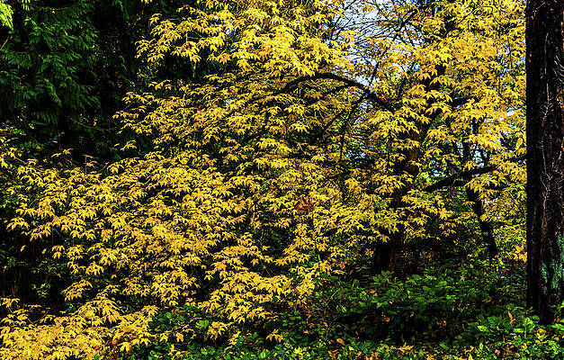 City Wall Art featuring the photograph Last Days Of Fall Seattle Washington #1 by Tommy Farnsworth