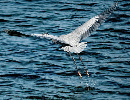 Lift-off by Joe Schofield