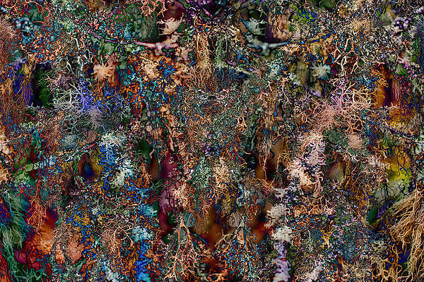 Abstract Photograph - Lichen On A Tree - Mirrored #2 by Bruce Block
