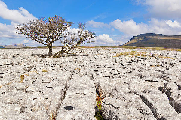 Dramatic Photograph - Limestone Pavement At White Scars, Ingleborough, Yorkshire Dales, England #1 by Neale And Judith Clark