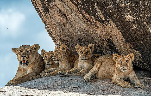 Lion Family Resting on Rocks Wall Art