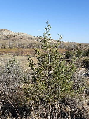 Photograph - Little Juniper #1 by Amanda R Wright