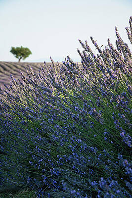 Photograph - Lone Tree And The Lavender Field Provence #2 by Charnwood Photography Fine Art