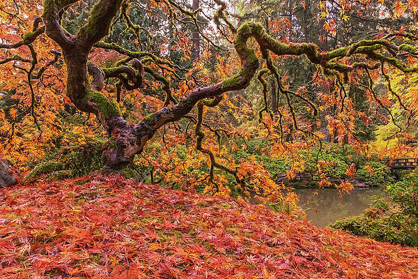 Majestic Autumn Tree Wall Art