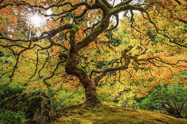 Majestic Japanese Maple in Autumn Wall Art