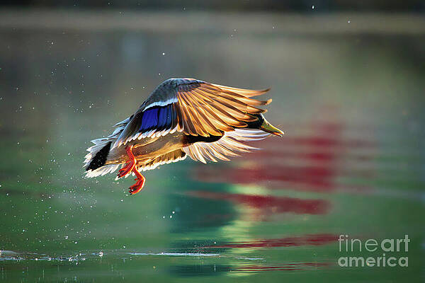 Wildlife Photograph - Mallard Duck #1 by Thomas Nay