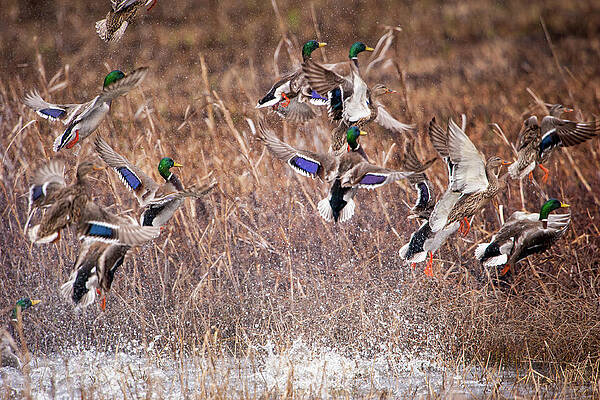 Missouri Wall Art featuring the photograph Mallard Explosion #1 by Jeff Phillippi