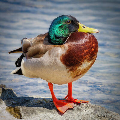 Wildlife Wall Art featuring the photograph Mallard Male #1 by Joe Fisher