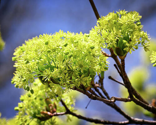 Wall Art featuring the photograph Maple Blossom #2 by Steven Nelson