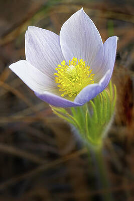 Wildflower Photograph - Pasque Flower #2 by Bob Falcone