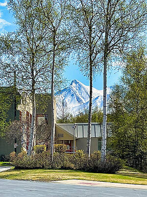 Snowy Mountain Beyond the Trees Wall Art