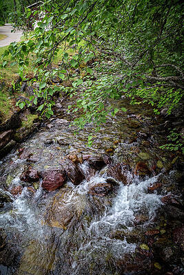 Forest Stream in Summer Wall Art