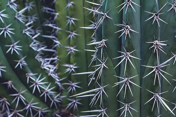 Beautiful Photograph - Mexican Organ Pipe Cactus, Arizona #1 by Abbie Warnock