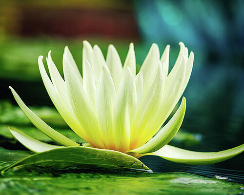Beautiful Photograph - Missouri Botanical Gardens - Water Lily #1 by Robert Niemeier