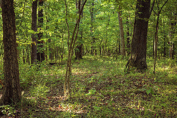 Tree Photograph - Missouri - Forest Clearing #2 by Robert Niemeier