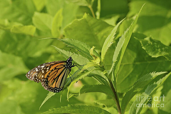 Minneapolis Photograph - Monarch In Minneapolis #1 by Natural Focal Point Photography