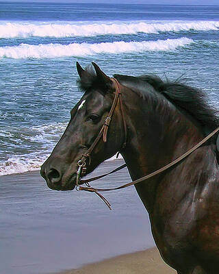 Beach Photograph - Morgan Head Horse On Beach #1 by Waterdancer