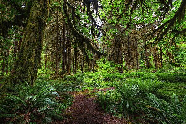 Wall Art featuring the photograph Moss-covered Trees Line A Trail In The Hoh Rain Forest, Olympic National Park #1 by Miroslav Liska