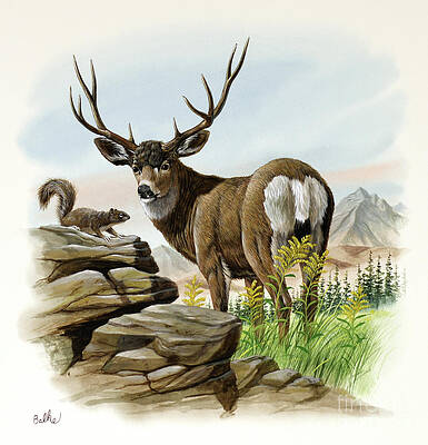 Nature Wall Art featuring the painting Mule Deer #1 by Don Balke