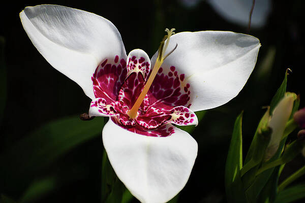 Love Wall Art featuring the photograph Nature Art #1 by Robert Grac