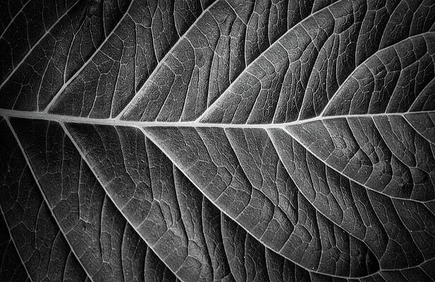 Wall Art featuring the photograph Natures Network #1 by Steven David Roberts