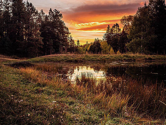 Tree Wall Art featuring the photograph New Mexico - Angel Fire #1 by Robert Niemeier