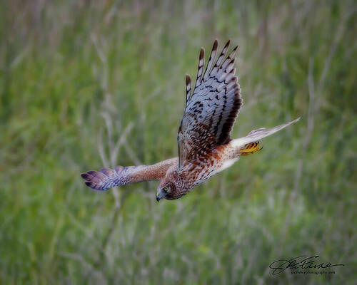 Wing Photograph - Northern Harrier Hunting #1 by Joe Fisher