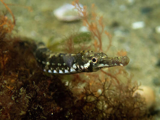 Underwater Wall Art featuring the photograph Northern Pipefish #1 by Brian Weber