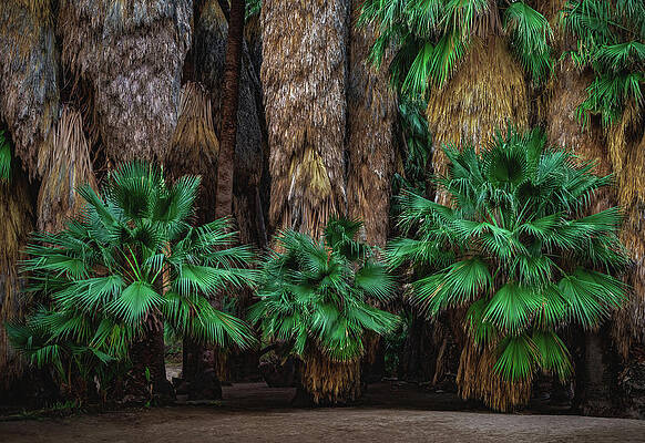 California Photograph - Oasis Floor, California #1 by Abbie Warnock