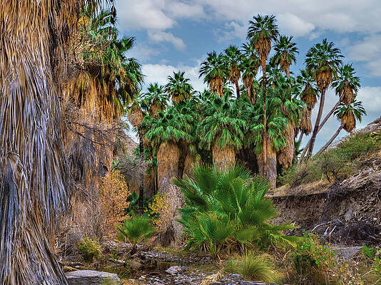 California Photograph - Oasis Palms, California #1 by Abbie Warnock
