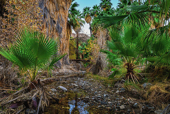 California Photograph - Oasis Water, California #1 by Abbie Warnock