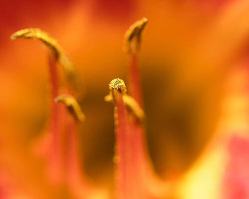 Photograph - Orange Stamen #1 by Robert Allen Hill
